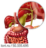 Healthy Bile duct concept with a gall bladder and liver as a medical illustration of the digestive system representing a health care concept and human organ anatomy with 3D render elements. Стоковое фото, агентство Ingram Publishing / Фотобанк Лори