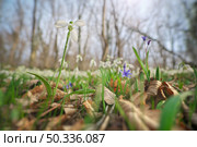 Snowdrop in forest. Spring nature composition. First spring flower. Стоковое фото, агентство Ingram Publishing / Фотобанк Лори