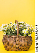 chamomiles flowers basket yellow background. Стоковое фото, агентство Ingram Publishing / Фотобанк Лори