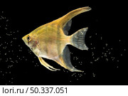 yellow beautiful betta fish isolated black background bubbles. Стоковое фото, агентство Ingram Publishing / Фотобанк Лори