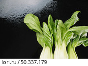 bok choys wet background. Стоковое фото, агентство Ingram Publishing / Фотобанк Лори