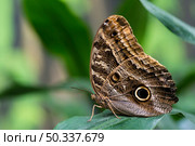 owl butterfly with blurry background. Стоковое фото, агентство Ingram Publishing / Фотобанк Лори