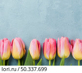 pink tulips aligned table. Стоковое фото, агентство Ingram Publishing / Фотобанк Лори