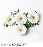 top view white daisies. Стоковое фото, агентство Ingram Publishing / Фотобанк Лори