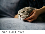 woman stroking cute lazy cat. Стоковое фото, агентство Ingram Publishing / Фотобанк Лори