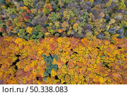 Beautiful mixed deciduous and coniferous forest with colorful trees. Top aerial view from drone above woodland area.. Aerial view autumn forest with colorful trees. Стоковое фото, агентство Ingram Publishing / Фотобанк Лори