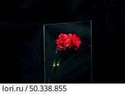 red carnation flower reflecting glass black background. Стоковое фото, агентство Ingram Publishing / Фотобанк Лори