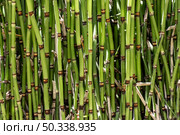 front view bamboo sticks. Стоковое фото, агентство Ingram Publishing / Фотобанк Лори