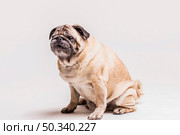 loyal cute pug dog isolated white background. Стоковое фото, агентство Ingram Publishing / Фотобанк Лори