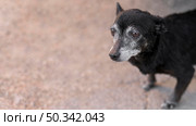 sad rescue dog adoption center with copy space. Редакционное фото, агентство Ingram Publishing / Фотобанк Лори
