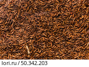 top view cooked insects larvae. Стоковое фото, агентство Ingram Publishing / Фотобанк Лори
