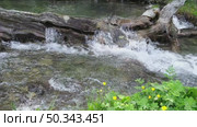 A small waterfall cascades over a textured log in a serene forest setting. Lush green grass surrounds the bank, enhancing the tranquil atmosphere of this forest stream. Стоковое видео, видеограф Зворыгина Елена / Фотобанк Лори
