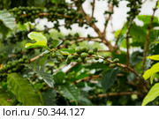 close up unripe coffee cherries growing tree. Стоковое фото, агентство Ingram Publishing / Фотобанк Лори