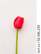 flower bright scarlet tulip. Стоковое фото, агентство Ingram Publishing / Фотобанк Лори