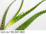 aloe vera leaves beauty treatment. Стоковое фото, агентство Ingram Publishing / Фотобанк Лори