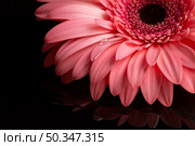 close up gerbera petals pink shades. Стоковое фото, агентство Ingram Publishing / Фотобанк Лори