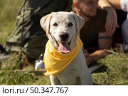 front view cute dog with yellow bandana. Стоковое фото, агентство Ingram Publishing / Фотобанк Лори