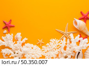 flat lay white coral seashells with. Стоковое фото, агентство Ingram Publishing / Фотобанк Лори