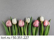 fresh white pink tulips gray concrete background. Стоковое фото, агентство Ingram Publishing / Фотобанк Лори