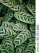 seamless exotic pattern calathea makoyana peacock leaves. Стоковое фото, агентство Ingram Publishing / Фотобанк Лори