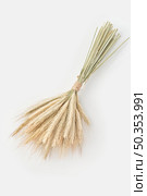 High angle of fresh ecologically grown wheat spikelets tied together and placed on white background. Golden ears of organic wheat. Стоковое фото, агентство Ingram Publishing / Фотобанк Лори