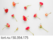 arrangement red carnation flowers white background. Стоковое фото, агентство Ingram Publishing / Фотобанк Лори