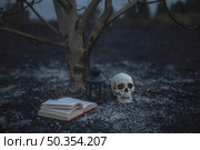 beautiful halloween concept with spell books skull. Стоковое фото, агентство Ingram Publishing / Фотобанк Лори