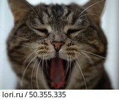 Кошка зевает. Стоковое фото, фотограф Евгения Поморова / Фотобанк Лори