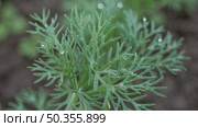 Dew-Kissed Fresh Dill Leaves Close-up. Close-up of vibrant green dill leaves with morning dew droplets, showcasing freshness, detail, and natural herb beauty. Стоковое AI-видео, аниматор Башкирова Анна / Фотобанк Лори