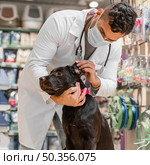dog being checked by vet pet shop. Стоковое фото, агентство Ingram Publishing / Фотобанк Лори