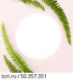 top view fern leaves with copy space. Стоковое фото, агентство Ingram Publishing / Фотобанк Лори