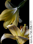 beautiful yellow lily flower. Стоковое фото, агентство Ingram Publishing / Фотобанк Лори