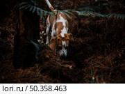 dog foraging forest. Стоковое фото, агентство Ingram Publishing / Фотобанк Лори