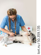 young female vet com combing dog hair with flea comb. Стоковое фото, агентство Ingram Publishing / Фотобанк Лори