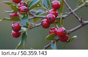 Bright Red Hawthorn Berries on Twig Close-Up. Sharp macro of vibrant red hawthorn berries growing on branches with glossy green leaves and soft natural background. Стоковое AI-видео, аниматор Башкирова Анна / Фотобанк Лори