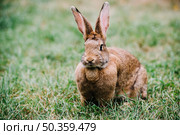 brown hare with big ears sitting green grass. Стоковое фото, агентство Ingram Publishing / Фотобанк Лори