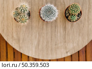 cactuses. Стоковое фото, агентство Ingram Publishing / Фотобанк Лори