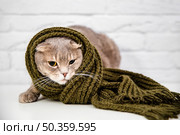 close up cute cat green scarf. Стоковое фото, агентство Ingram Publishing / Фотобанк Лори
