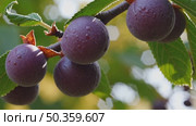 Juicy Serviceberries Close-Up on Sunlit Branch. Macro shot of ripe, juicy serviceberries covered in dew, hanging from a branch with vibrant sunlight filtering through leaves. Стоковое AI-видео, аниматор Башкирова Анна / Фотобанк Лори
