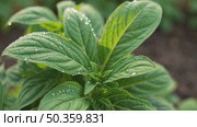 Dewy Basil Leaves in Morning Light Close-Up. Close-up of basil leaves covered in sparkling morning dew, capturing freshness, herbal beauty, and early garden calm. Стоковое AI-видео, аниматор Башкирова Анна / Фотобанк Лори