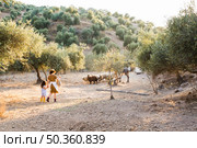 rear view mother her daughter herding sheeps field. Стоковое фото, агентство Ingram Publishing / Фотобанк Лори
