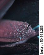 wet fresh beautiful colorful feather textured background. Стоковое фото, агентство Ingram Publishing / Фотобанк Лори