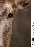 close up wild deer forest. Стоковое фото, агентство Ingram Publishing / Фотобанк Лори