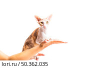 cornish rex cat person s hand isolated white background. Стоковое фото, агентство Ingram Publishing / Фотобанк Лори
