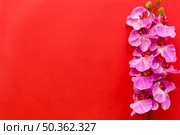 fresh pink orchid flowers arranged red backdrop. Стоковое фото, агентство Ingram Publishing / Фотобанк Лори