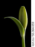 beautiful macro flower isolated black. Стоковое фото, агентство Ingram Publishing / Фотобанк Лори