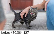 cat being pet by someone outside. Стоковое фото, агентство Ingram Publishing / Фотобанк Лори