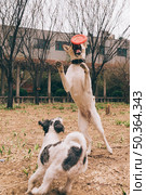 dogs playing outside. Стоковое фото, агентство Ingram Publishing / Фотобанк Лори