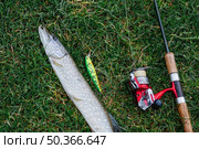overhead view fish lure fishing rod green grass. Стоковое фото, агентство Ingram Publishing / Фотобанк Лори