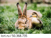 close up mallard duckling near rabbit green grass. Стоковое фото, агентство Ingram Publishing / Фотобанк Лори